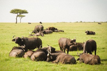 Geotours Masai Mara Kenya 01_55916_md.jpg